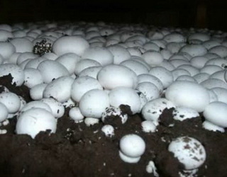 Львівське господарство розширить потужності з вирощування грибів